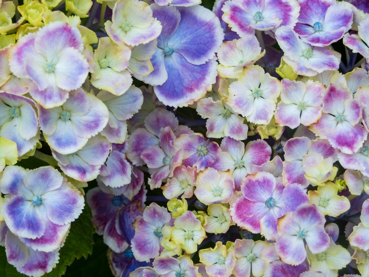 紫陽花、好きです